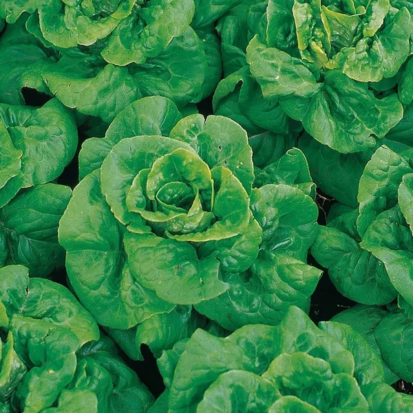 Lettuce, Buttercrunch 1