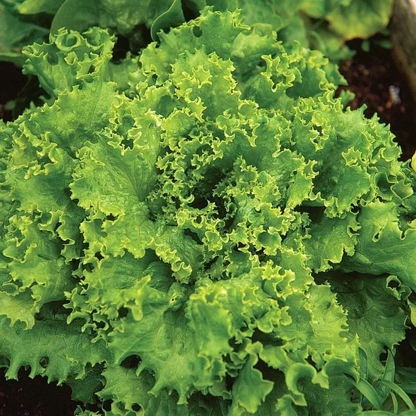 Lettuce, Grand Rapids 1