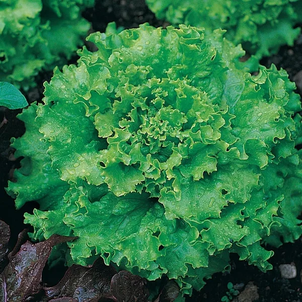 Lettuce, Great Lakes Premier 1