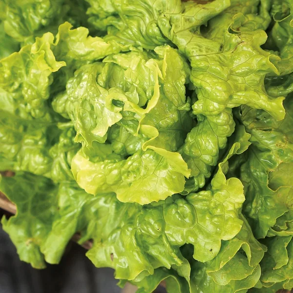 Lettuce, Green Ice 1