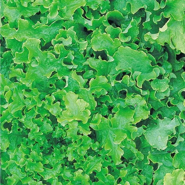 Lettuce, Green Salad Bowl 1