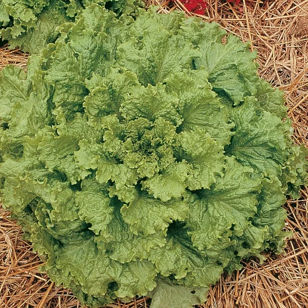 Lettuce, Hanson/ Winter 1