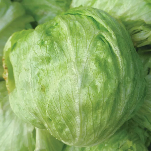 Lettuce, Iceberg 1
