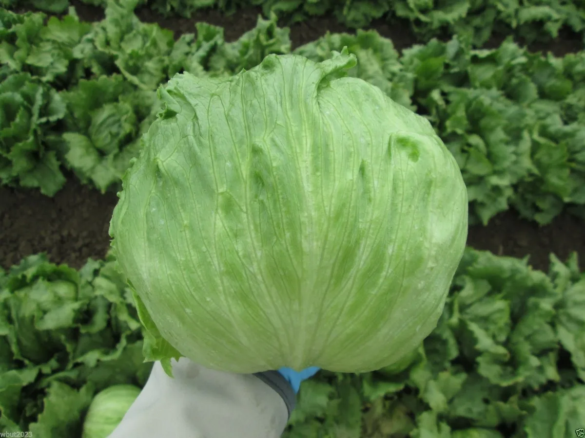 Lettuce, Iceberg 5000 Seed Count - Image 2