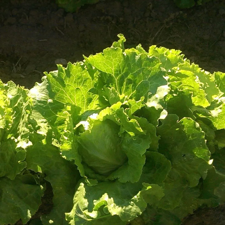 Lettuce, Ithaca 2 Grams - Image 2