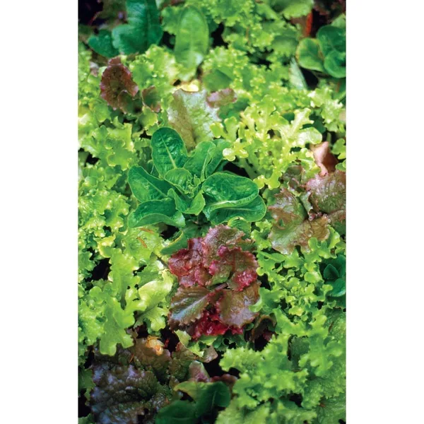 Lettuce, Mesclun Salad Mix 1/2oz
