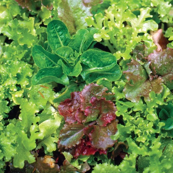Lettuce, Mesclun Salad Mx 1/2lb