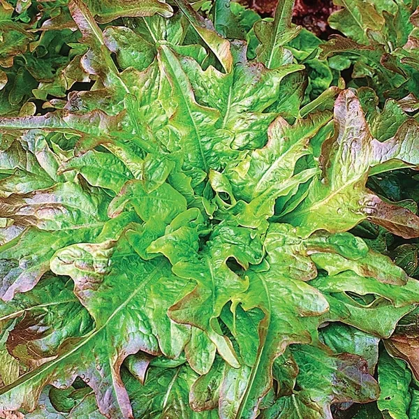 Lettuce, Oakleaf 1
