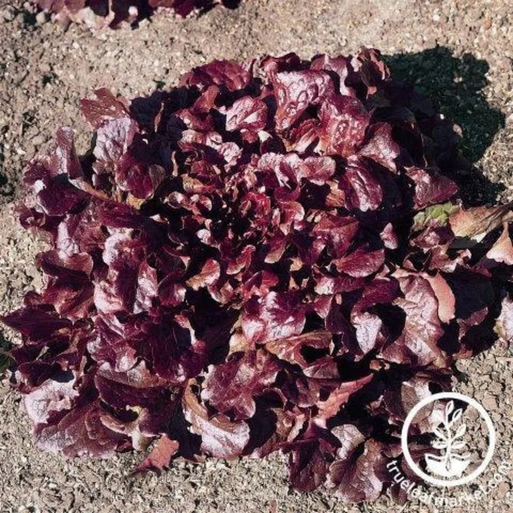Lettuce, Oakleaf Red 1000 Seed Count - Image 2