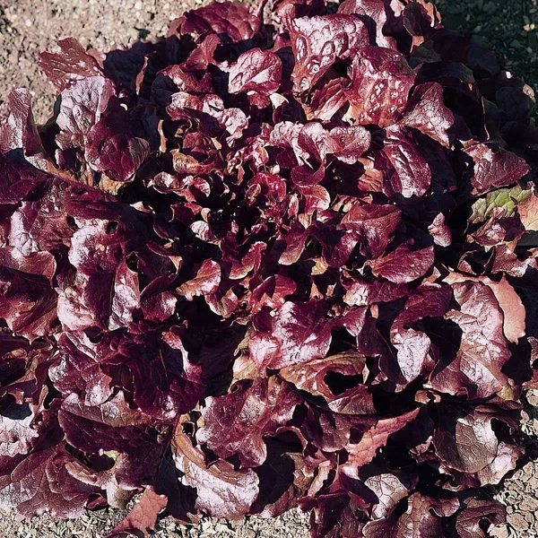 Lettuce, Oakleaf Red 1000 Seed Count