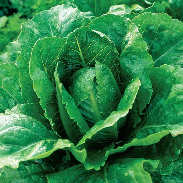 Lettuce, Parris Island Cos ( Romaine ) 1