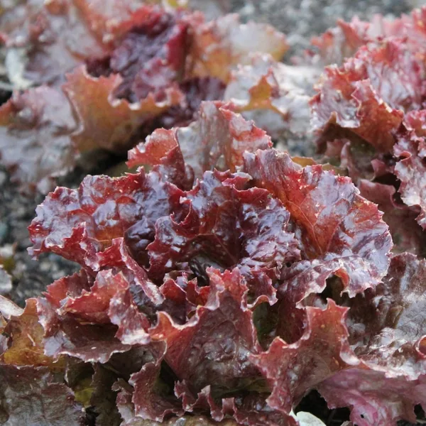 Lettuce, Red Sails 1