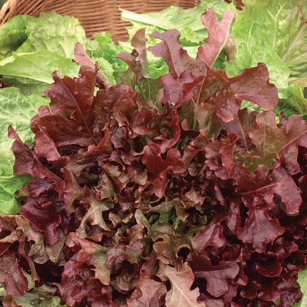 Lettuce, Red Salad Bowl 1