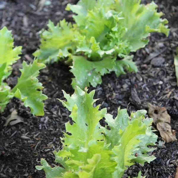 Lettuce, Summertime 1