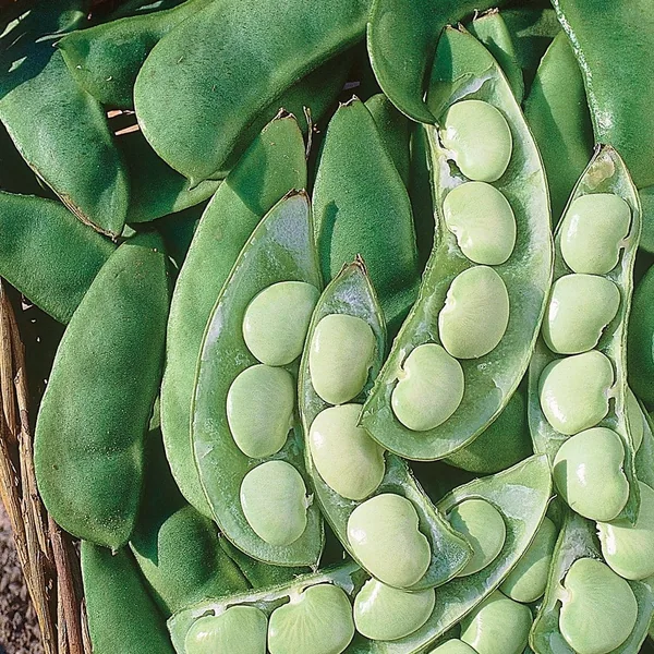 Wetsel Cangreen Thorogreen Baby Lima Beans - 1 lb