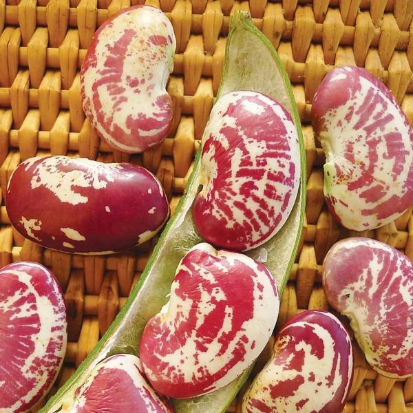 Limas, Giant Calico Pole 1/2lb