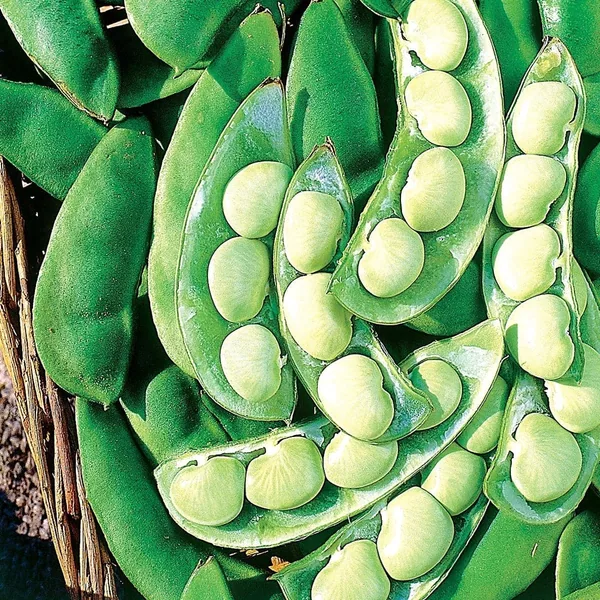 Limas, Thorogreen Treated 50lb