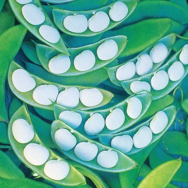 Limas, White Henderson 1lb - Image 2