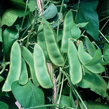 Limas, Woods Prolific 1/2lb