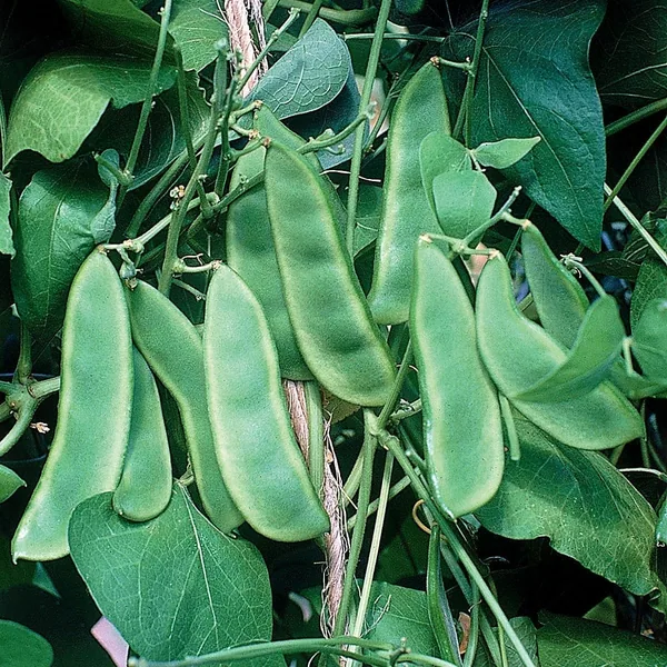Limas, Woods Prolific