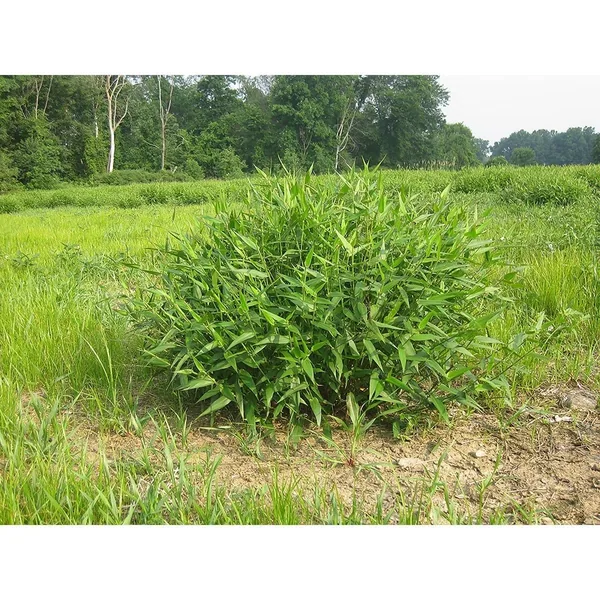 Little Bluestem Lbs