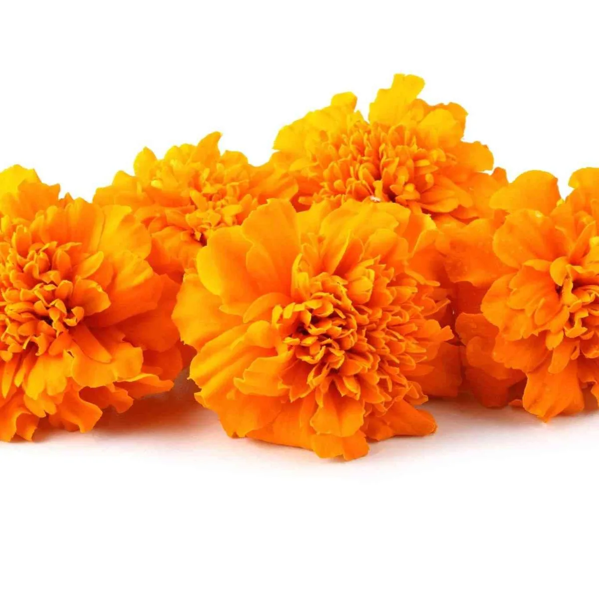 Marigolds, Crackerjack Mix 280mg - Image 2