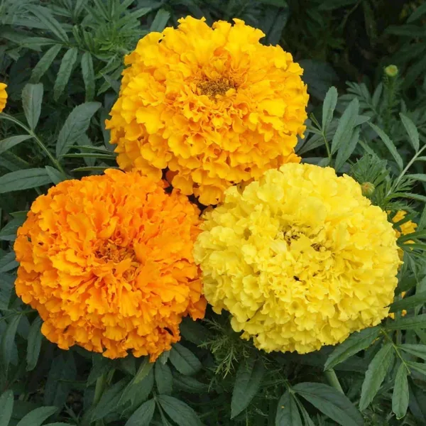 Marigolds, Crackerjack Mix Lbs