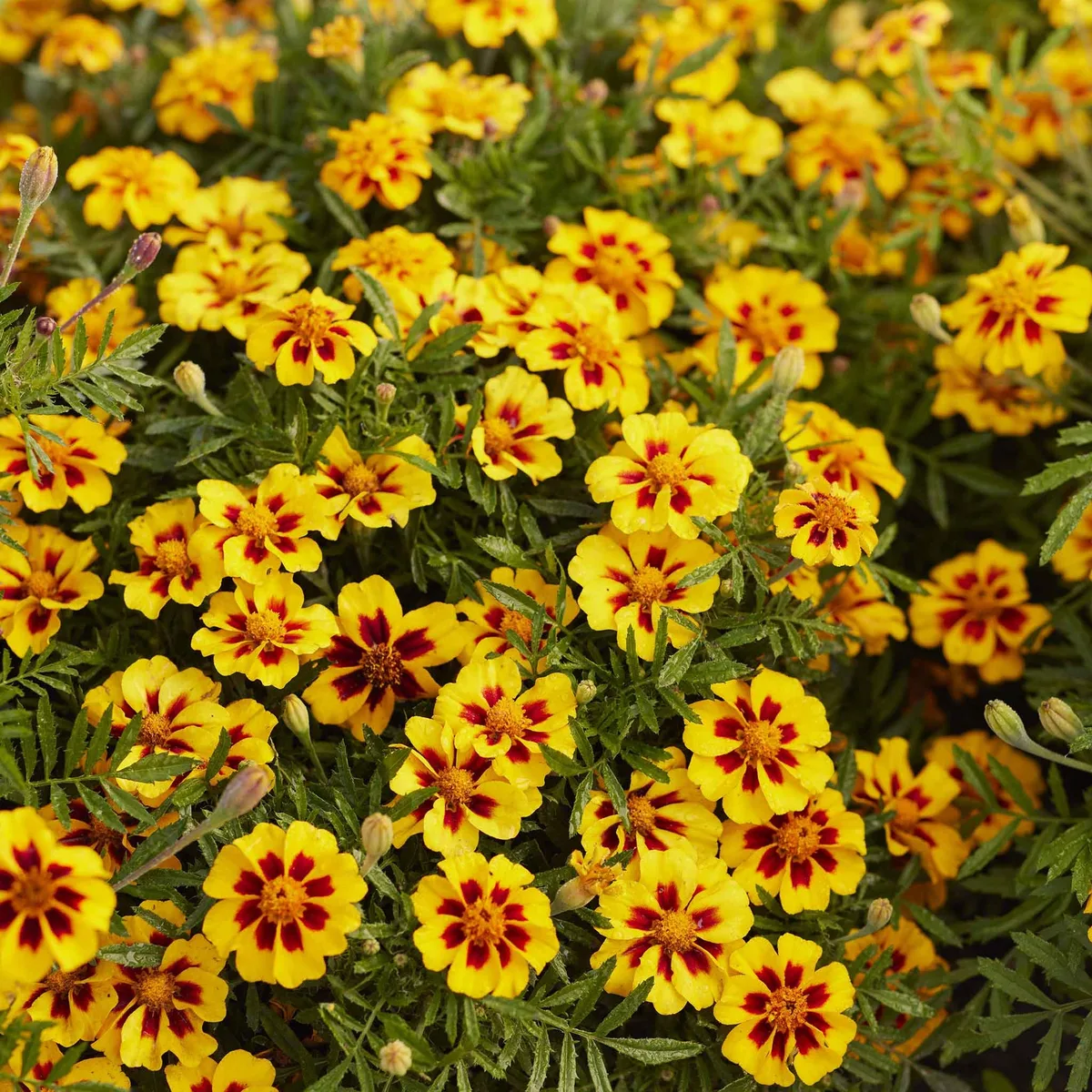 Marigolds, Naughty Marietta Dwarf 280 MG - Image 2