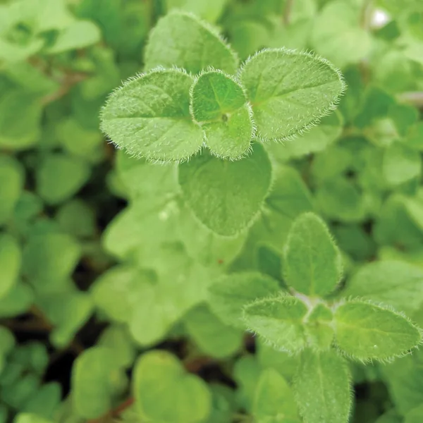 Marjoram, Sweet 1oz