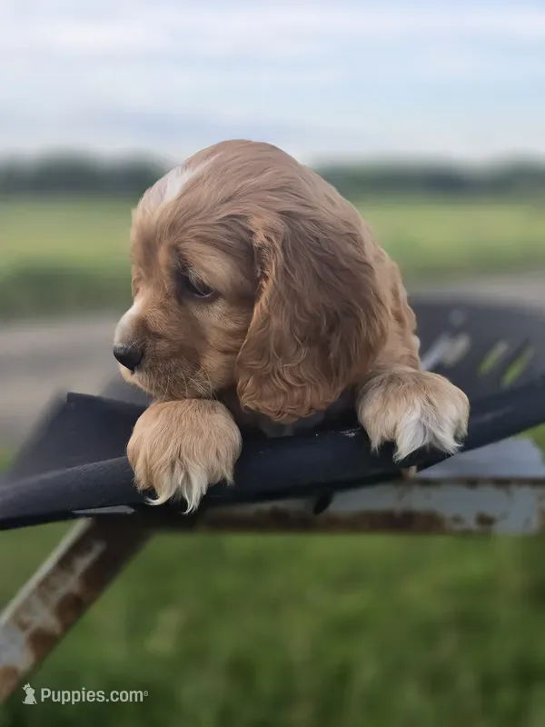 MCarr 10" Cocker Spaniel Puppy Brown - Image 2