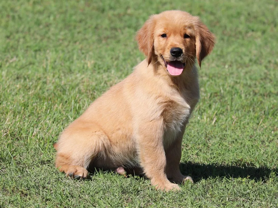 MCarr 12.5" Golden Retriever Puppy - Image 2