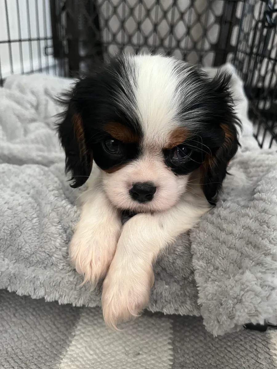 MCarr 8" Cavalier King Puppy - Image 2