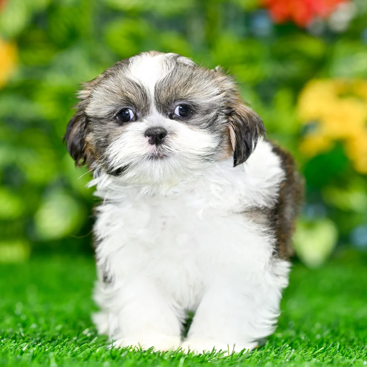 MCarr 9" Shih Tzu Puppy - Image 2