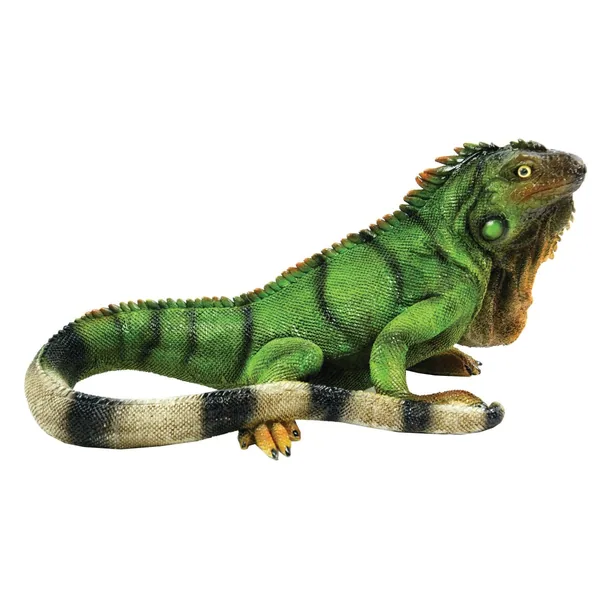 MCarr Iguana