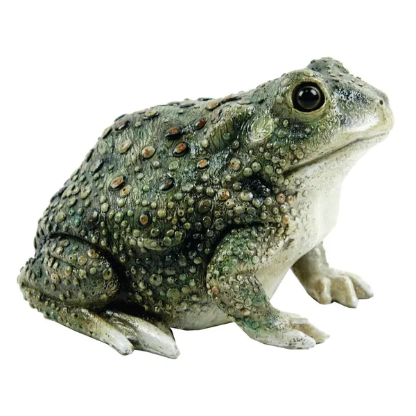 MCarr Texas Toad