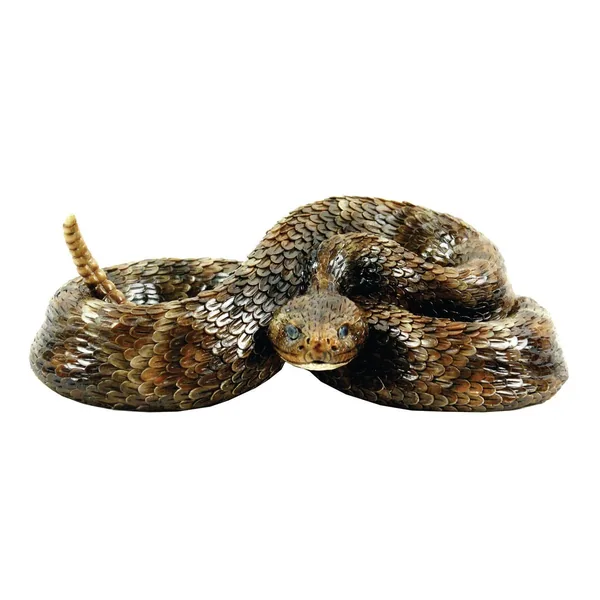 MCarr Western Diamond Back Snake