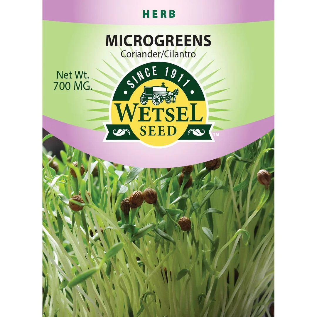 Microgreens, Coriander/ Cilantro 700mg - Image 2