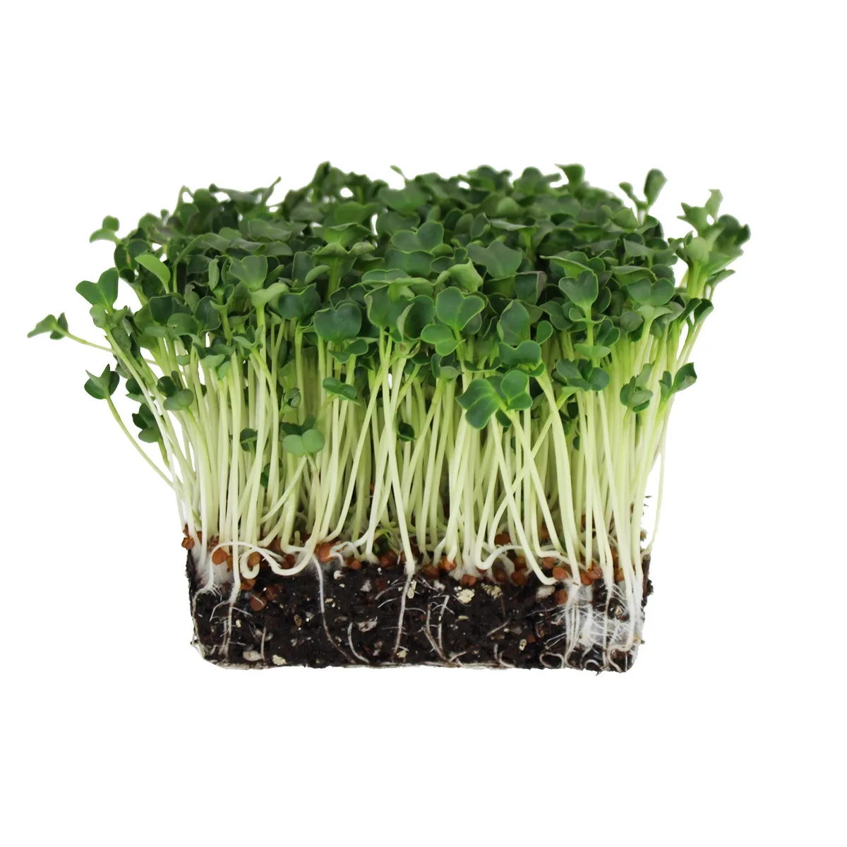 Microgreens, Daikon Radish 4 Grams - Image 2