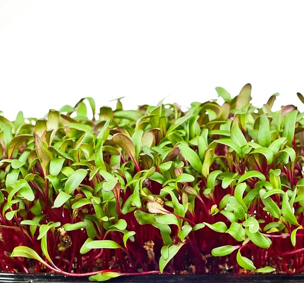 Microgreens, Early Wonder Green Top 2 Grams