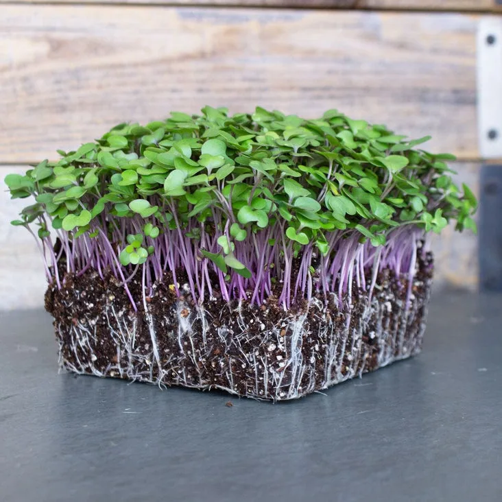 Microgreens, Kohlrabi Purple Vienna 3 Grams - Image 2