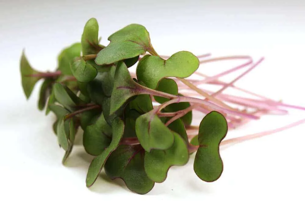 Microgreens, Red Acre Cabbage 2 Grams - Image 2