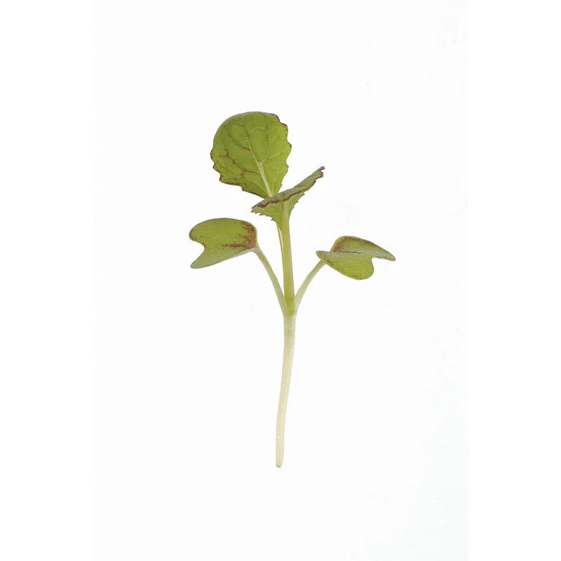 Microgreens, Red Giant Mustard 4 Grams - Image 2