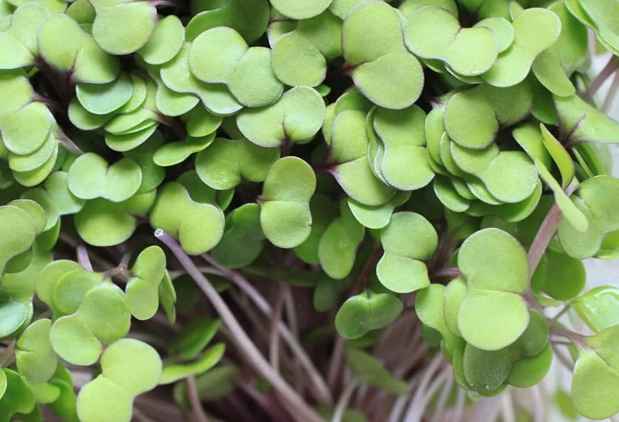 Microgreens, Red Russian Kale 4 Grams - Image 2