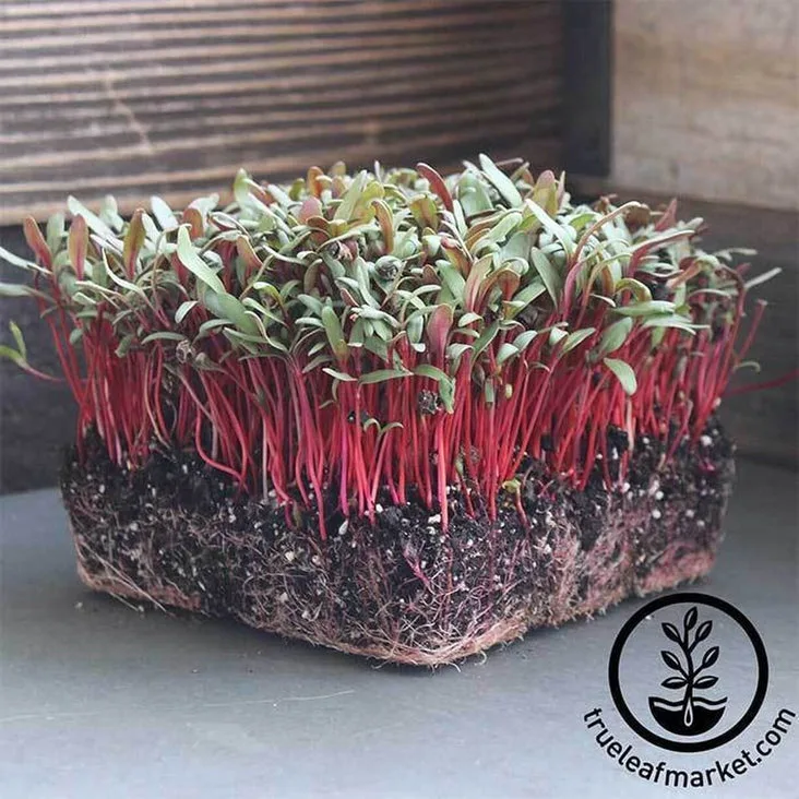 Microgreens, Ruby Red Swiss Chard 3.5 Grams - Image 2