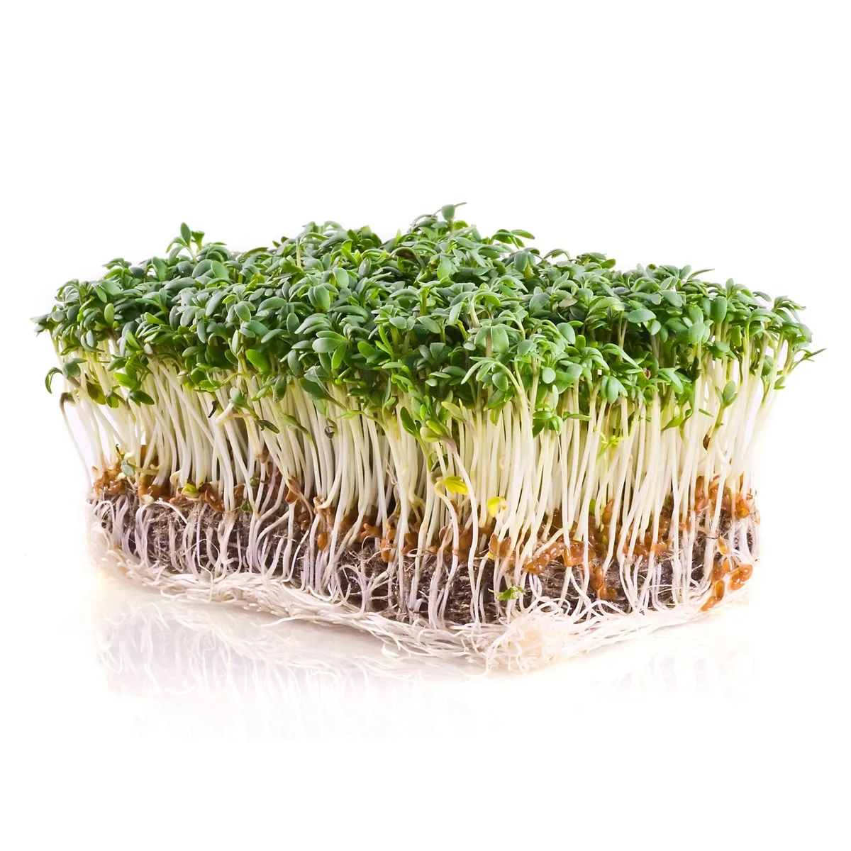 Microgreens, Upland Cress 3.5 Grams - Image 2