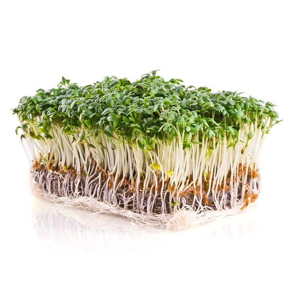 Microgreens, Upland Cress 3.5 Grams