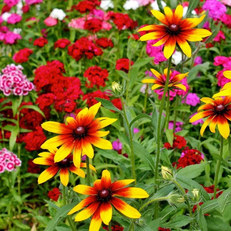 Midwest Wildflower Mix 1/2lb - Image 2