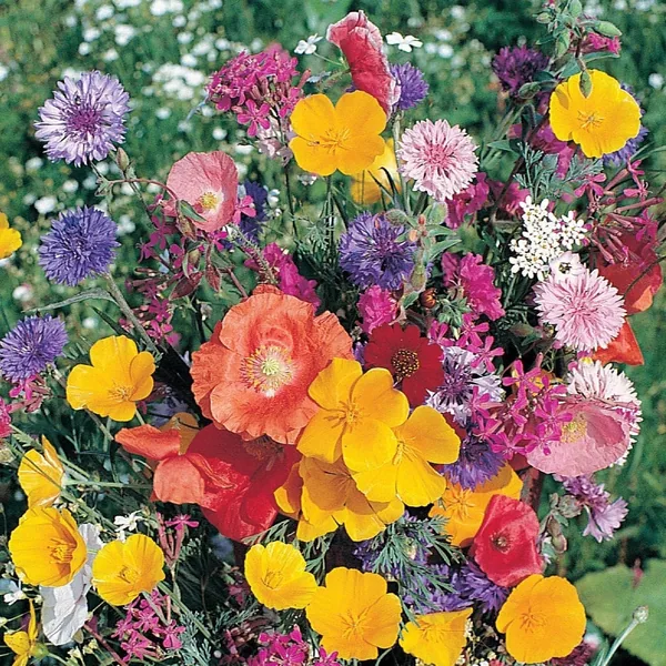 Midwest Wildflower Mix 1/2lb