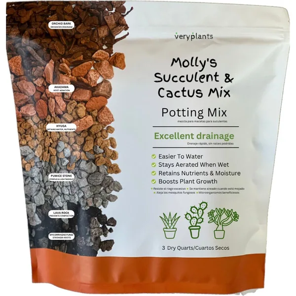 Molly's Succulent Mix