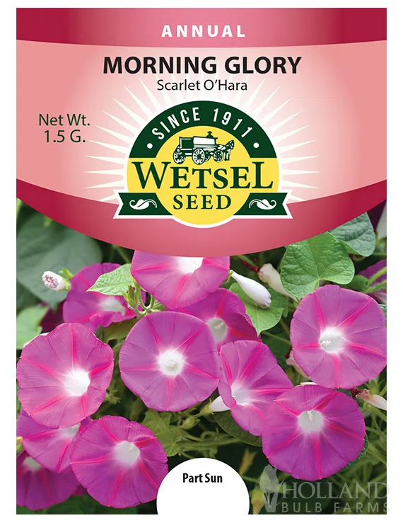 Morning Glory, Scarlet O'hara 1.5 Grams - Image 2